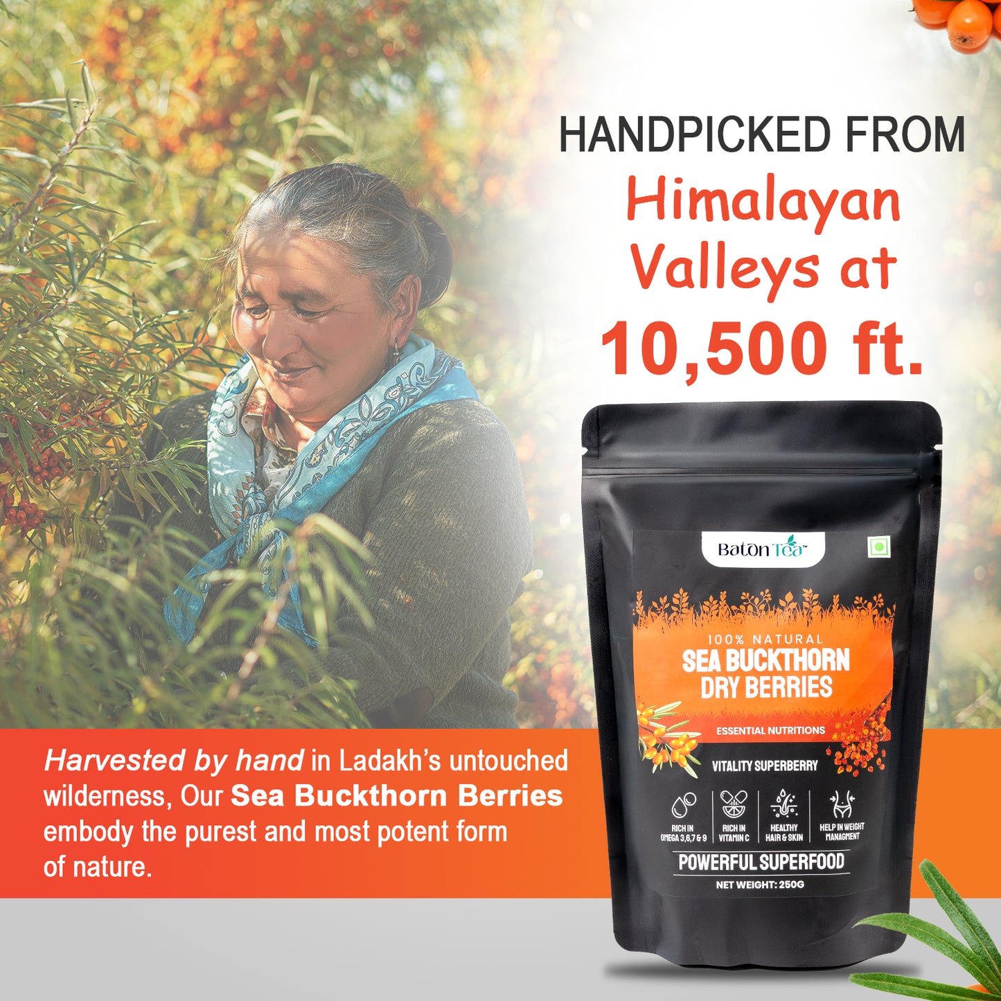 Buy Organic Dried Sea Buckthorn Berries Baton Tea
