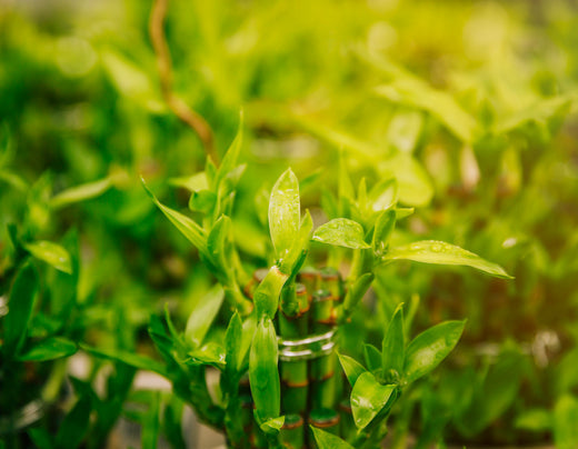 Baton Tea Masala: A Flavorful Spice Blend for Perfect Chai