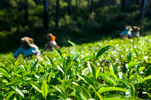 Herbal Tea for Weight Loss: Your Natural Path to a Healthier You