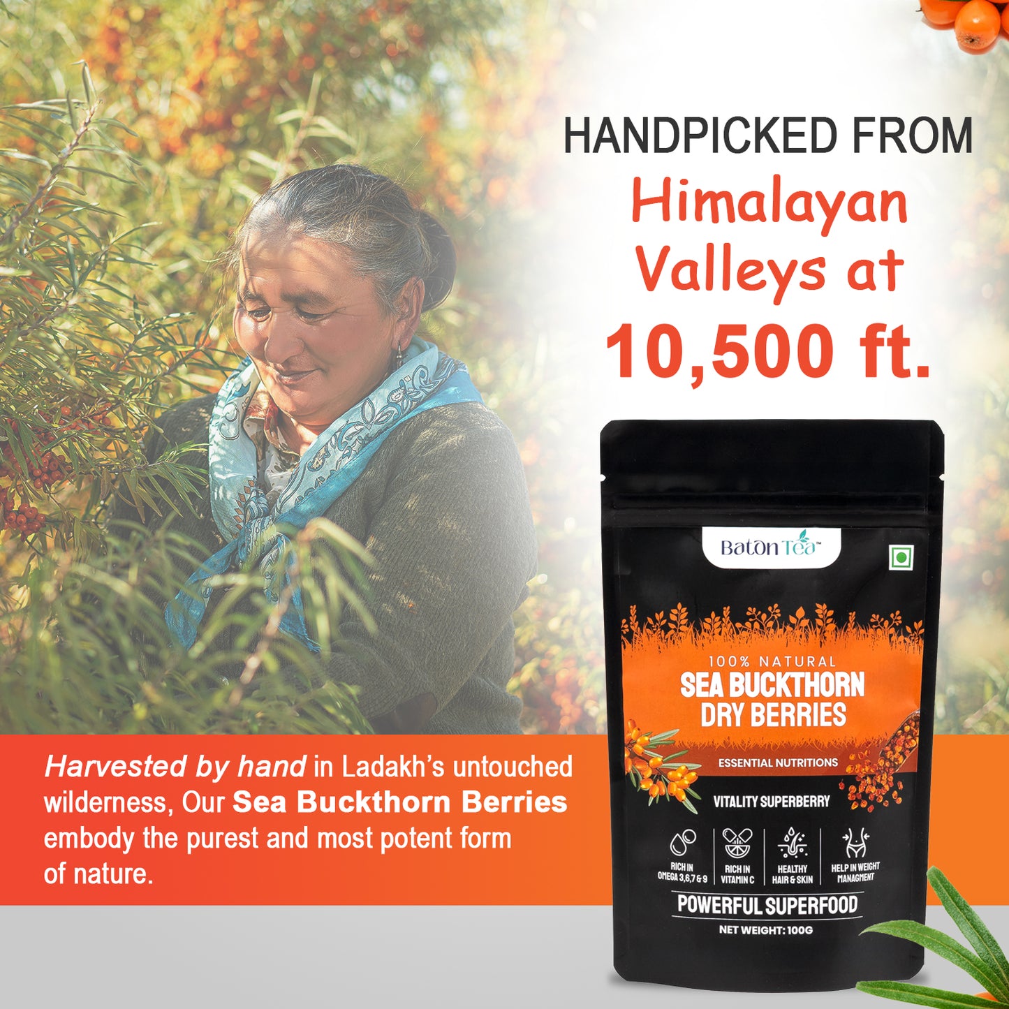 Sea Buckthorn Dry Berries | 100% Pure & Nutrient-Rich | 100GM